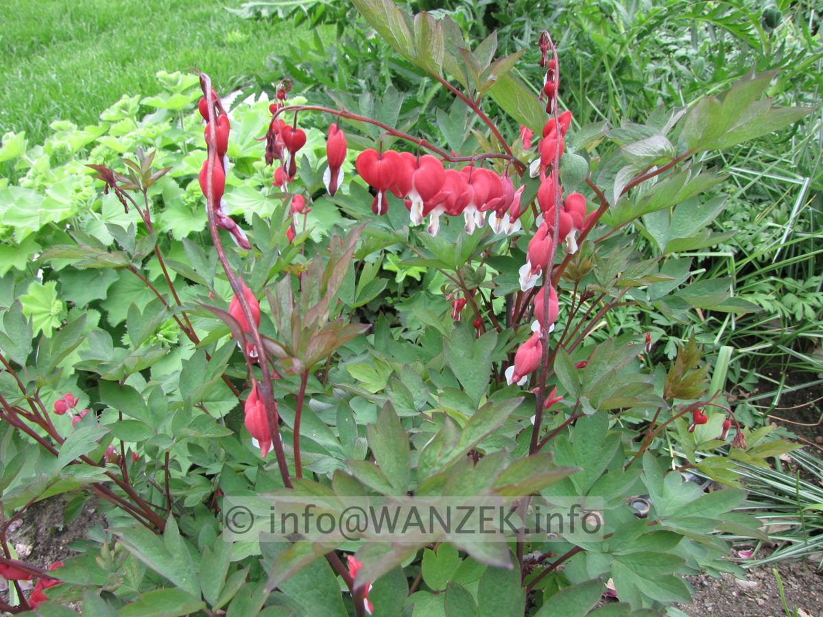 Dicentra spectabilis Valentine - nah.JPG